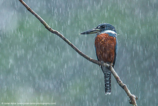 Photography - 4 Days / 3 Nights Yasuni Birdwatching Tour - Ecuador Tour Packages - Dive Discovery