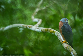 Bird watching - 4 Days / 3 Nights Tour on Yasuni - Ecuador Tour Packages - Dive Discovery