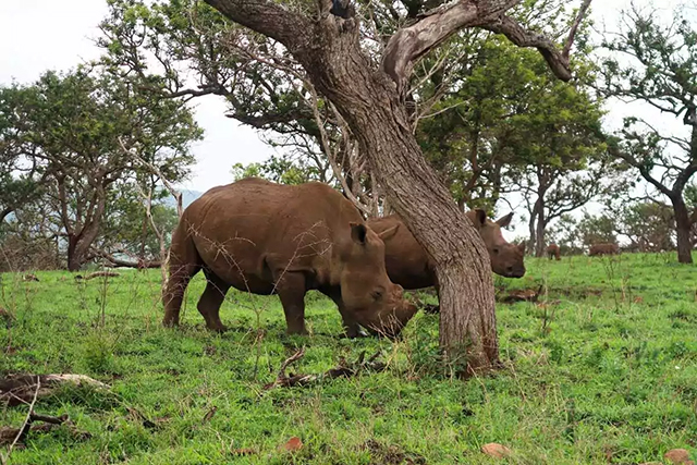 Black rhinos - Zululand Diving & Wildlife Safari 2025,  South Africa