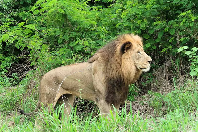 Male lion - Zululand Diving & Wildlife Safari 2025,  South Africa