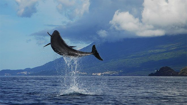 Dolphin - Azores, São Miguel in Portugal