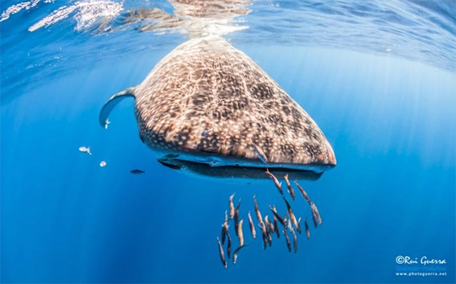 Whaleshark - Azores, São Miguel