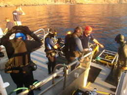 Great white cage diving - GuadalupeGuadalupe