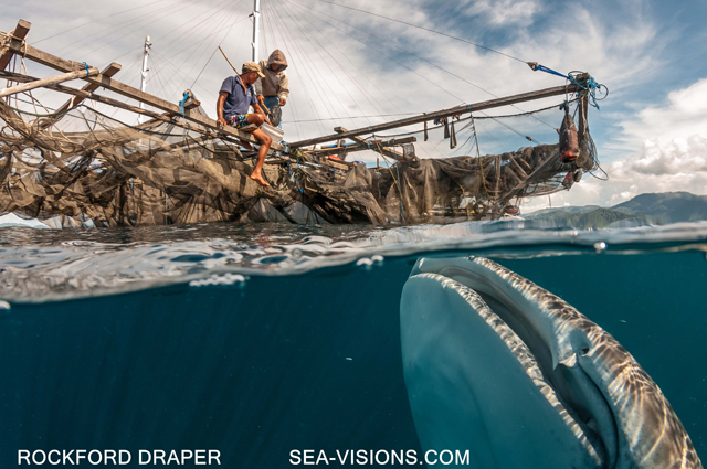 Cenderawasih Whalesharks - Dive Discovery