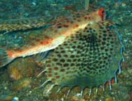 Raja Ampat Underwater