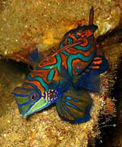 Bandaniera Island Underwater