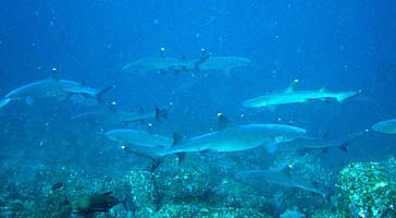 Sharks at Manuleta Cocos Island