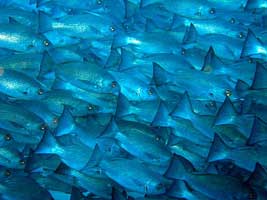 School of Jacks at Manuleta Cocos Island