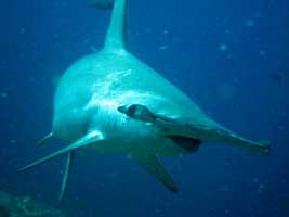 Underwater creature at Dirty Rock Cocos Island