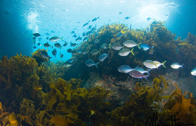 Dive the Poor Knights Marine Reserve - New Zealand Diving Adventure