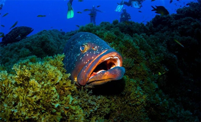 Grouper - Dive the Azores, Santa Maria Island