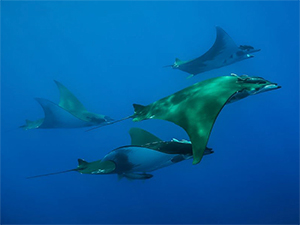 Dive the Azores, Santa Maria Island