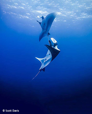 Giant Mantas & Dolphins, 9 Days - Socorro Island dive tour