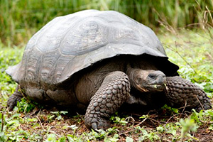 giant tortoises