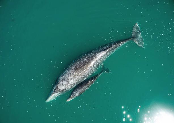 Gray whales