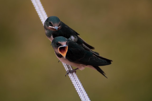 birds on a tree - photo by Grianghraf