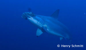 Dive with Hammerheads, Galapagos Island