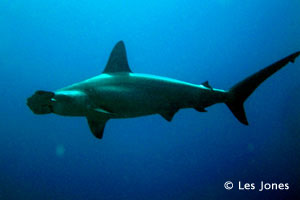 Dive with Hammerheads, Socorro Island