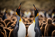 King Penguins - South Georgia and Antarctic Peninsula - aboard m/v Plancius October 23 to November 14, 2025 Group Trip - Dive Discovery