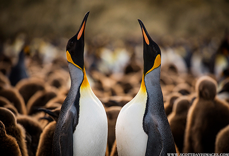 King Penguins - South Georgia and Antarctic Peninsula - aboard m/v Plancius October 23 to November 14, 2025 Group Trip - Dive Discovery