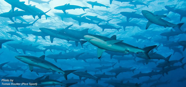 Shark Diving Malpelo Island, Columbia