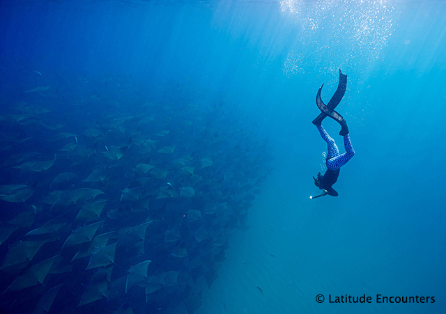 Mobula & Megafauna Expedition, 7 day trip - Mexico - Dive Discovery