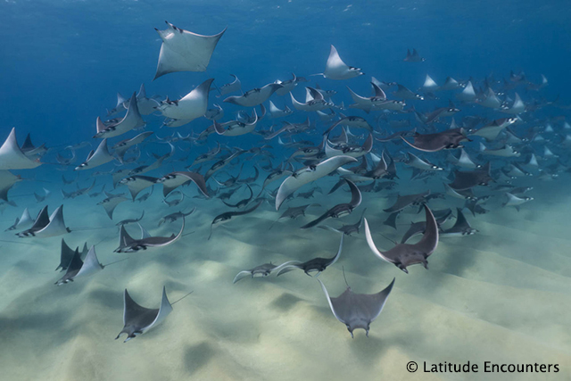 Mobula Munkiana