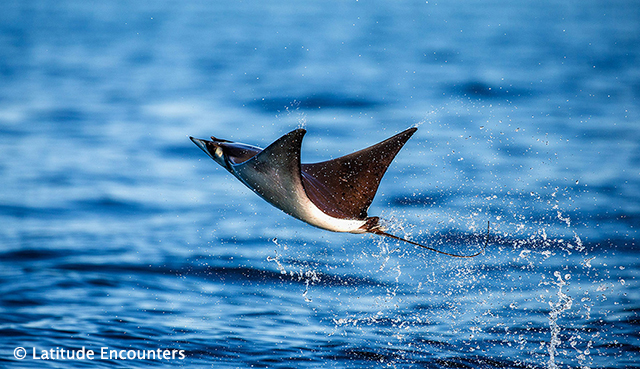 Mobula Munkiana