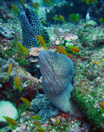 Moray eel
