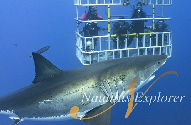 Great white shark cage diving - Nautilus Explorer