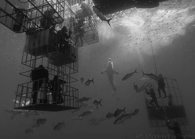 Great white shark cage diving - Nautilus Explorer