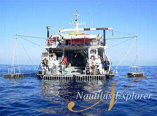 Great white shark cage diving - Nautilus Explorer