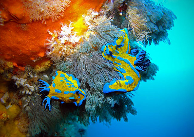 Dive the Poor Knights Marine Reserve - The Far North New Zealand Diving Adventure