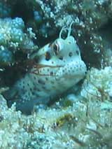 PNG Freckle Face Blenny