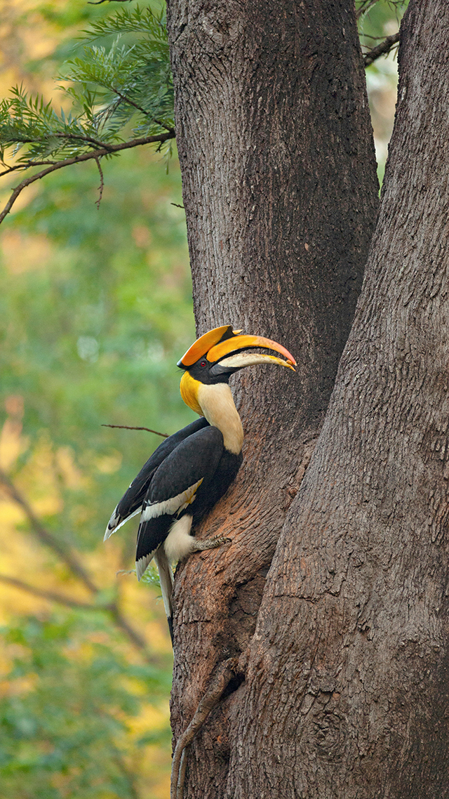 A make great indian hornbill feeding female and chicks - Valparai, Tamil Nadu, India - Photographer: Rohit Varma