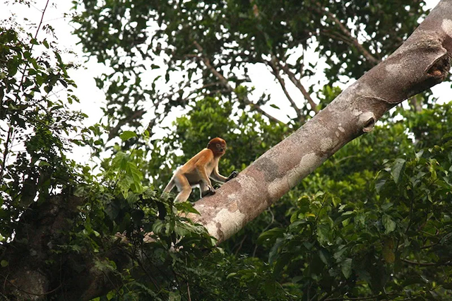 Wildlife along the Menanggul River