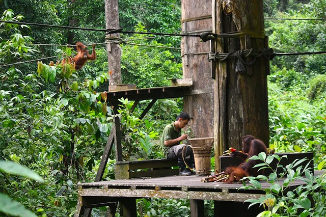 Sepilok Orangutan Sanctuary