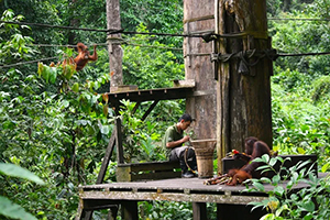 Sepilok Orangutan Sanctuary