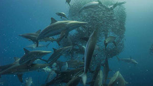 Sardine Run - South Africa Diving