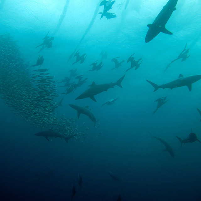 Sardine Run in Port St John's, Wild Coast, Transkei, South Africa