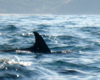 Sardine Run - Cycling Safari with Dive Discovery