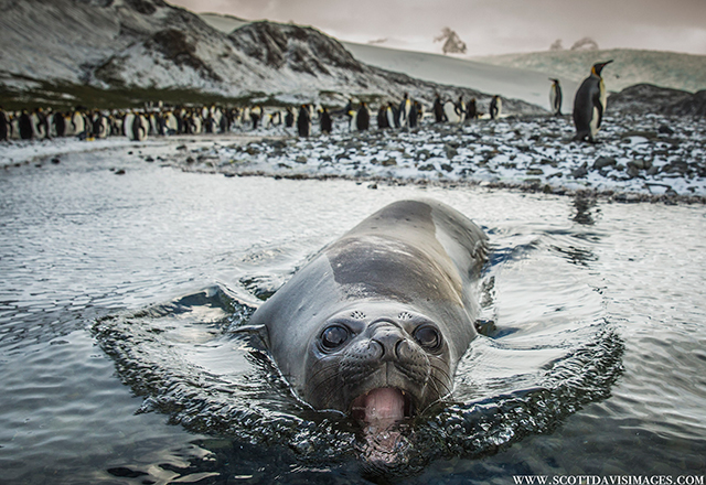 Seal - South Georgia and Antarctic Peninsula - aboard m/v Plancius October 23 to November 14, 2025 Group Trip - Dive Discovery