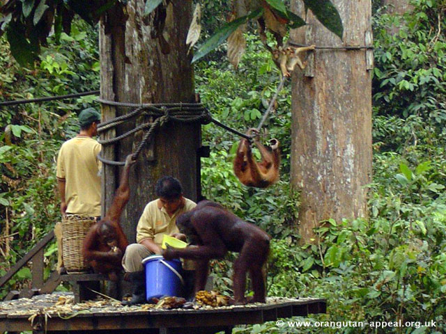 Sepilok Orangutan Rehabilitation Centre