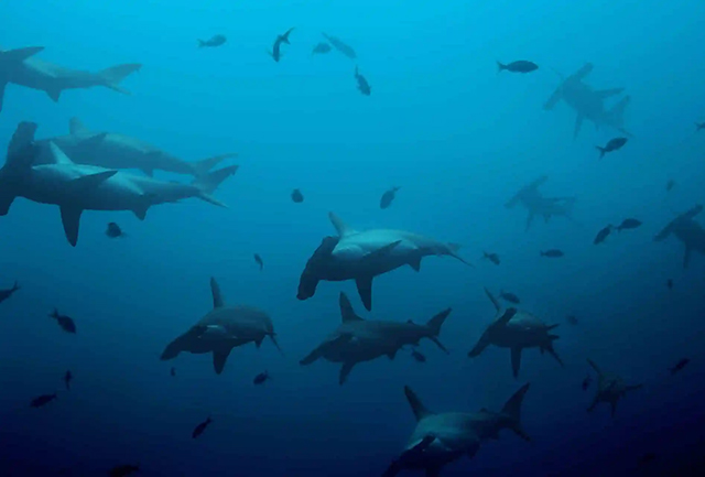 Hammerheads - Shark Diving - Mozambique