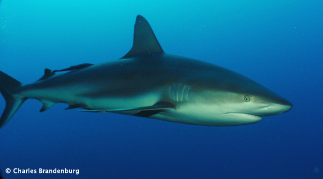 Cuba Trip Report: Diving Gardens of the Queen with Ocean Doctor - January 2014