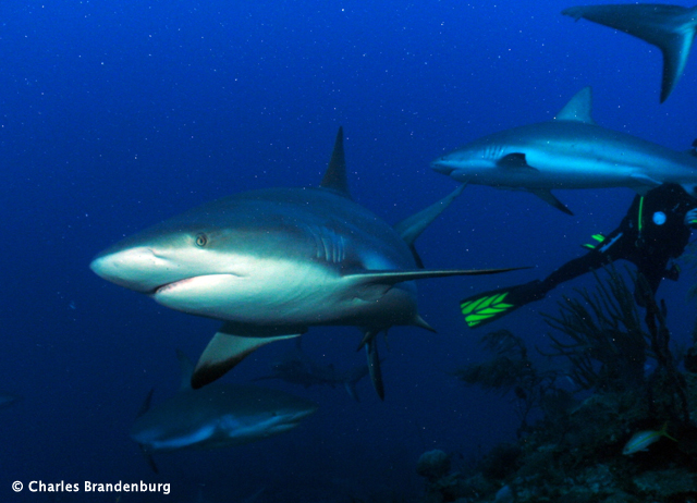 Cuba Trip Report: Diving Gardens of the Queen with Ocean Doctor - January 2014