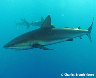 Cuba Trip Report: Diving Gardens of the Queen with Ocean Doctor - January 2014