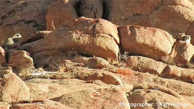 Snow leopards mating