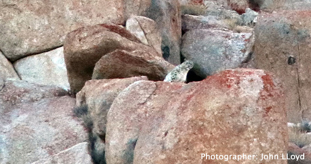 Snow Leopard Expedition in Ladakh -  Dive Discovry group trip