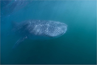 whale shark